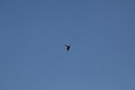aerb 2009 250